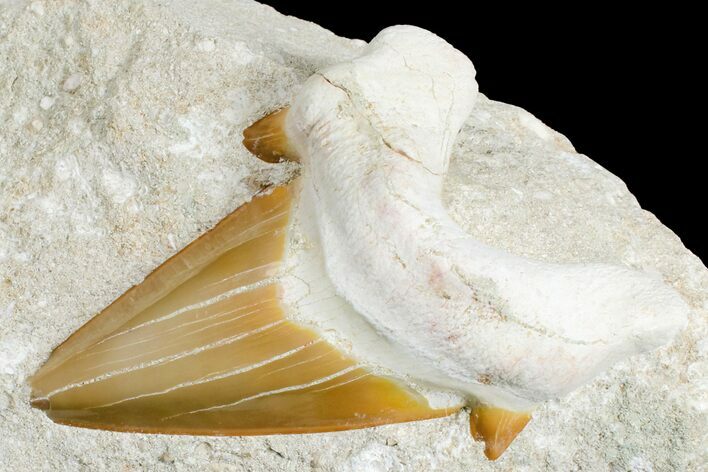 Eocene Otodus Shark Tooth Fossil in Rock - Huge Tooth! #171286